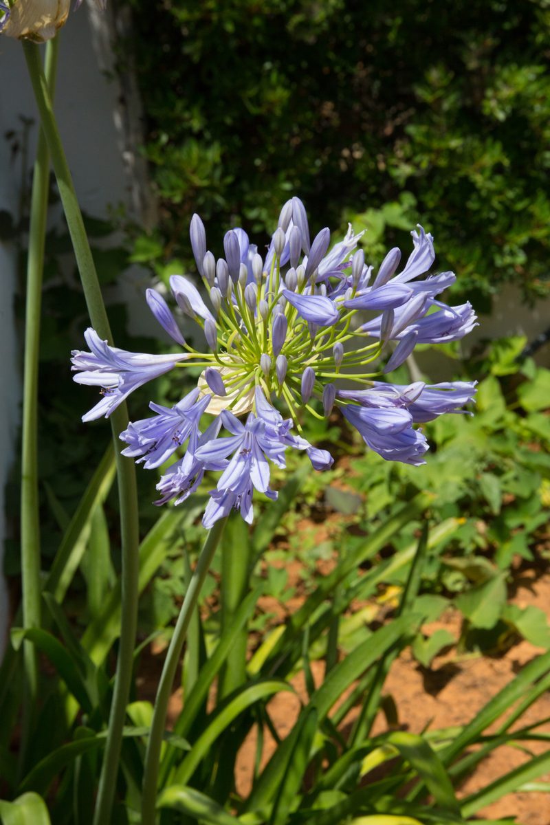 Agapanthe bleue